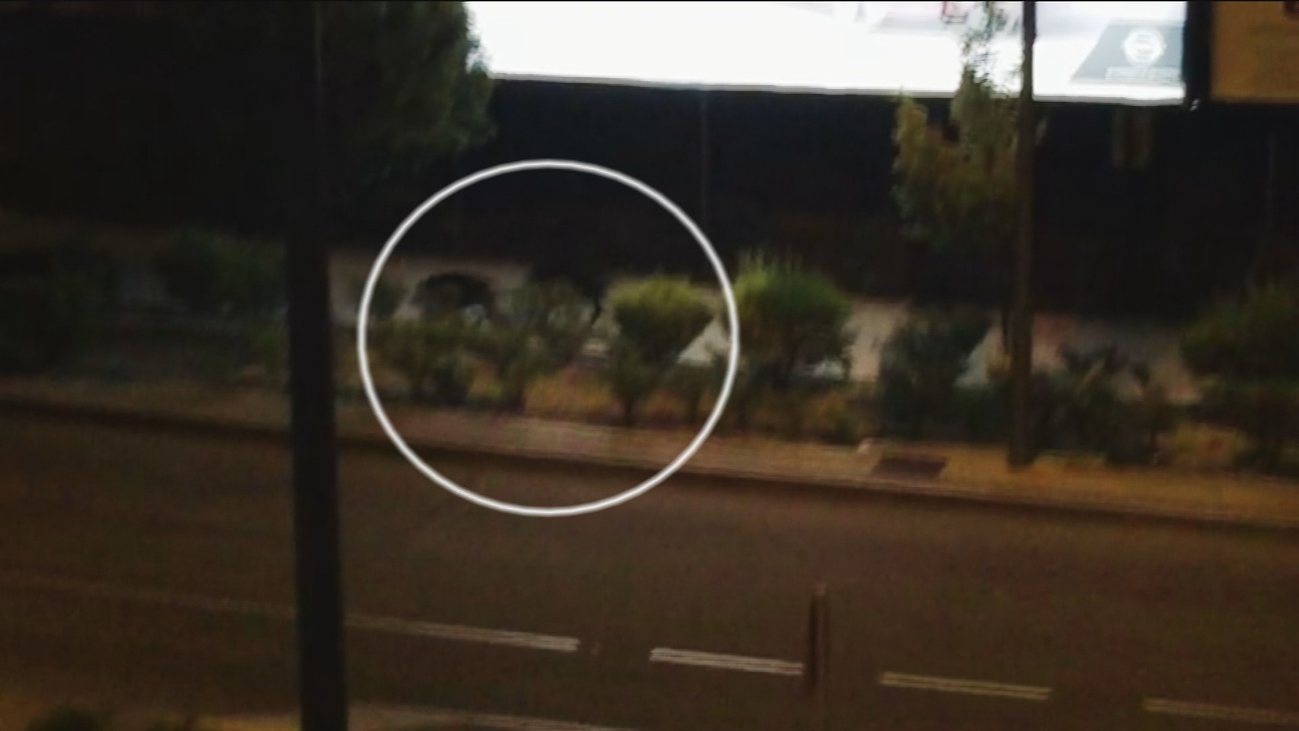 Jabalíes en Las Tablas