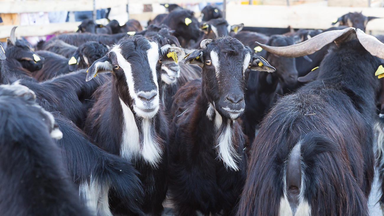 Cabras de Guadarrama