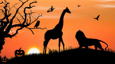 Zoo Aquarium estrena Halloween con una gran calabaza para los  elefantes