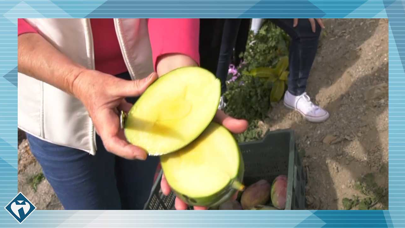 El mango, el gran desconocido