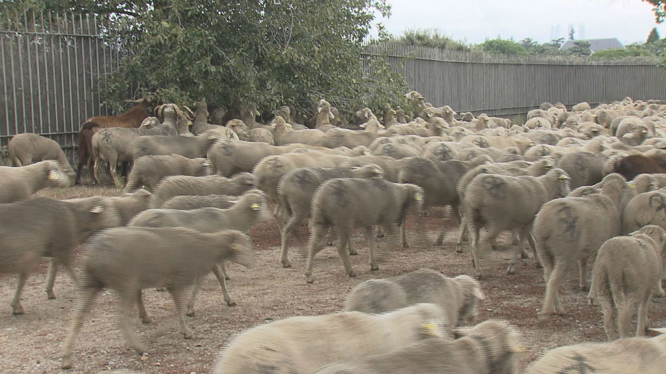 La trashumancia llega a Madrid