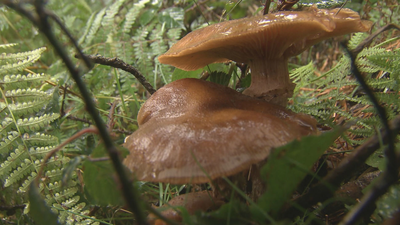 Comienza la temporada de setas