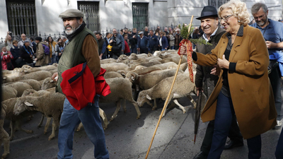 Un millar y medio de ovejas llegan a Madrid en la Fiesta de la Trashumancia