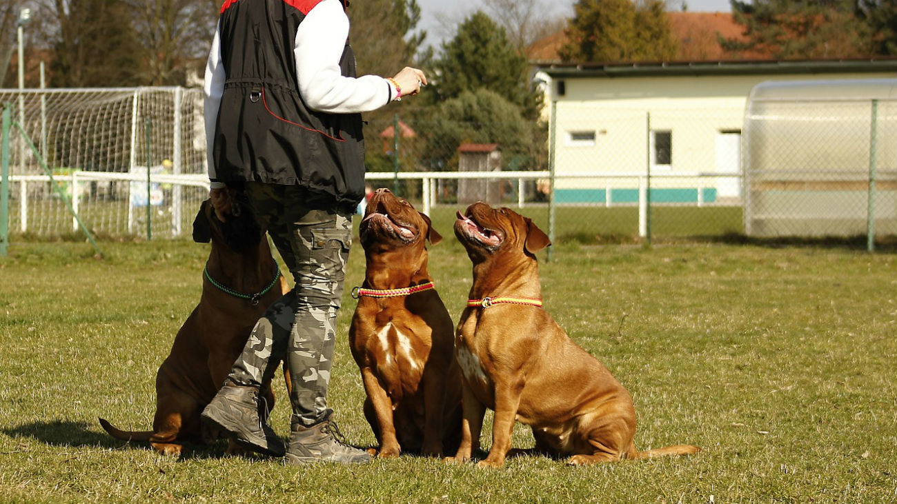 PERROS- MADRID TRABAJA
