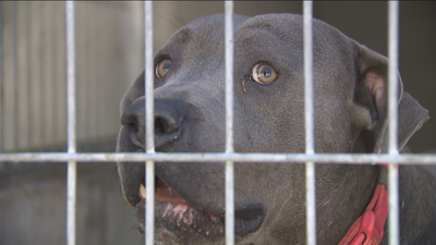 Más de 100 perros y gatos en riesgo de ser abandonados en Parla