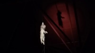 Denuncian maltrato y asesinato de gatos en Vallecas