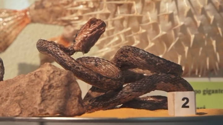 Momificación de la serpiente más venenosa del mundo