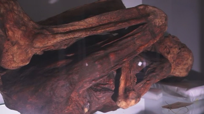 La mayor colección de momias de España está en la UCM