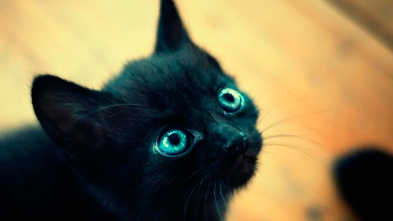 Durante Halloween se paralizan las adopciones de gatos negros