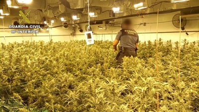 La Guardia Civil se incauta de 33.000 plantas marihuana en Almería y Valencia
