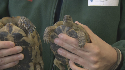 Piden más precaución con las especies exóticas