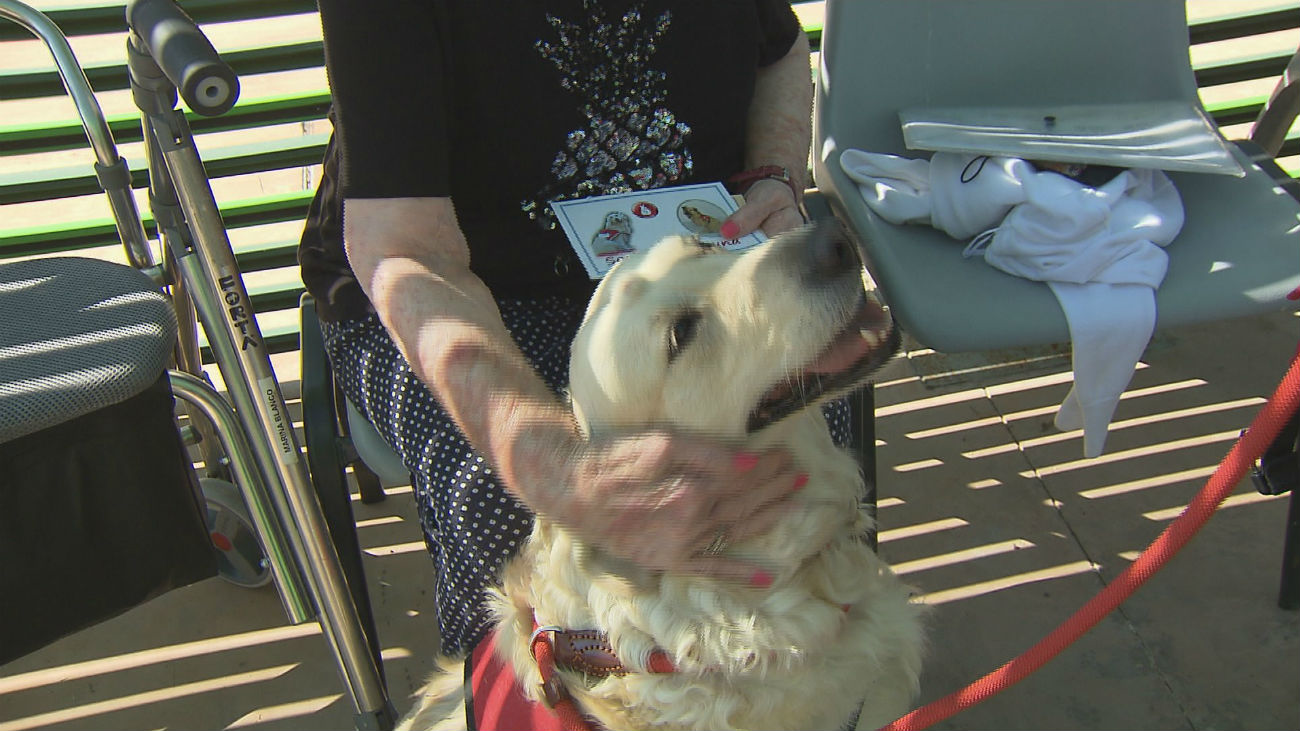 Perros que ayudan ante el alzheimer