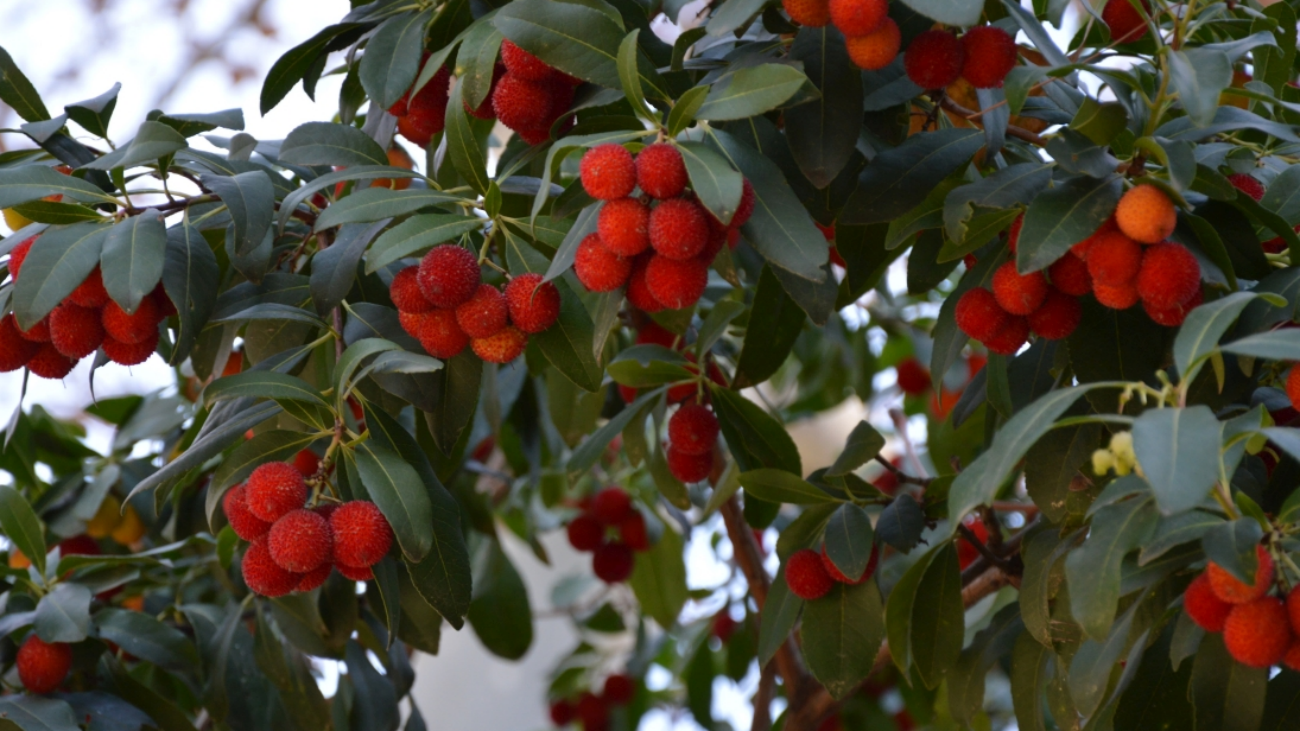 La comunidad planta 10.000 madroños