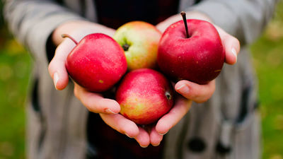 Comer dos manzanas al día ayuda a mantener el colesterol bajo