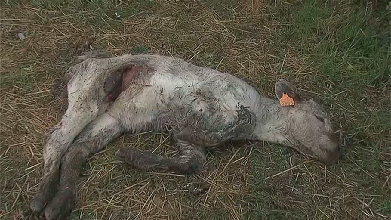 La Comunidad de Madrid rechaza autorizar la caza de lobos