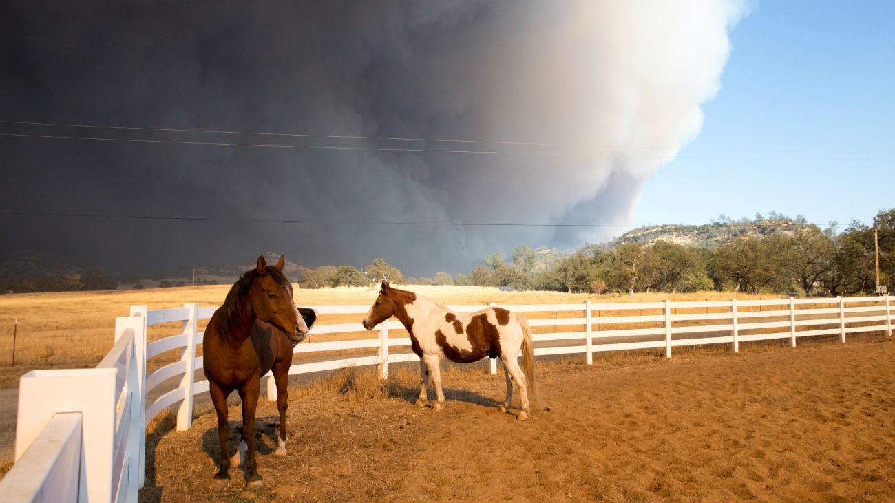 Los caballos se paran en su coral mientras el humo del incendio de Camp se levanta sobre su cabeza