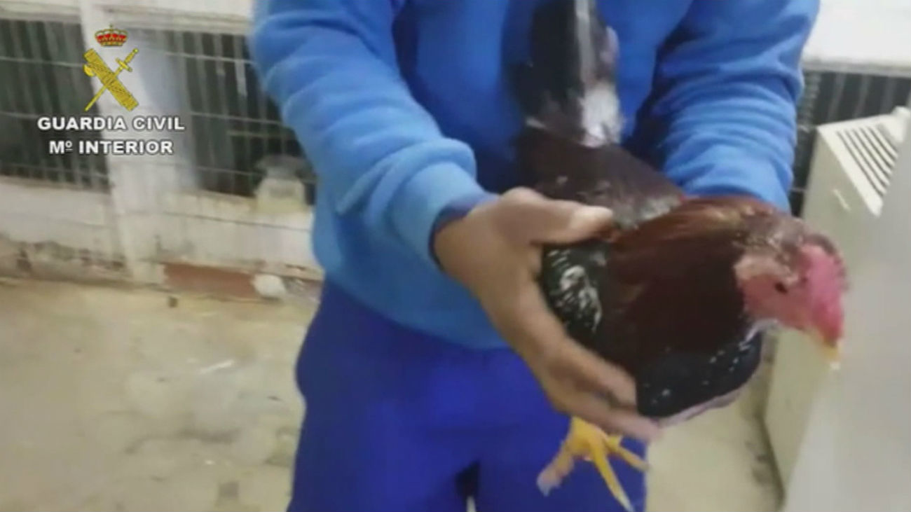 Desmantelan en la Cañada Real un criadero ilegal de gallos listos para la pelea