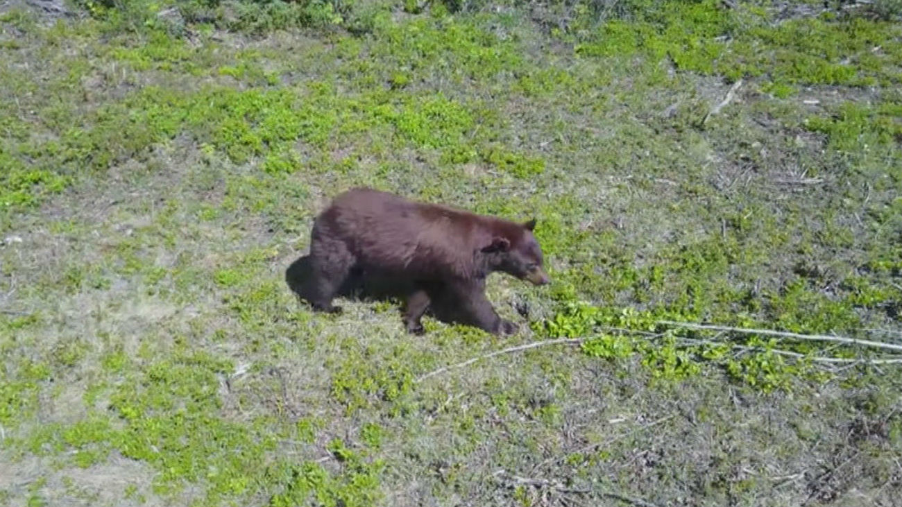 Los drones, un peligro para la fauna