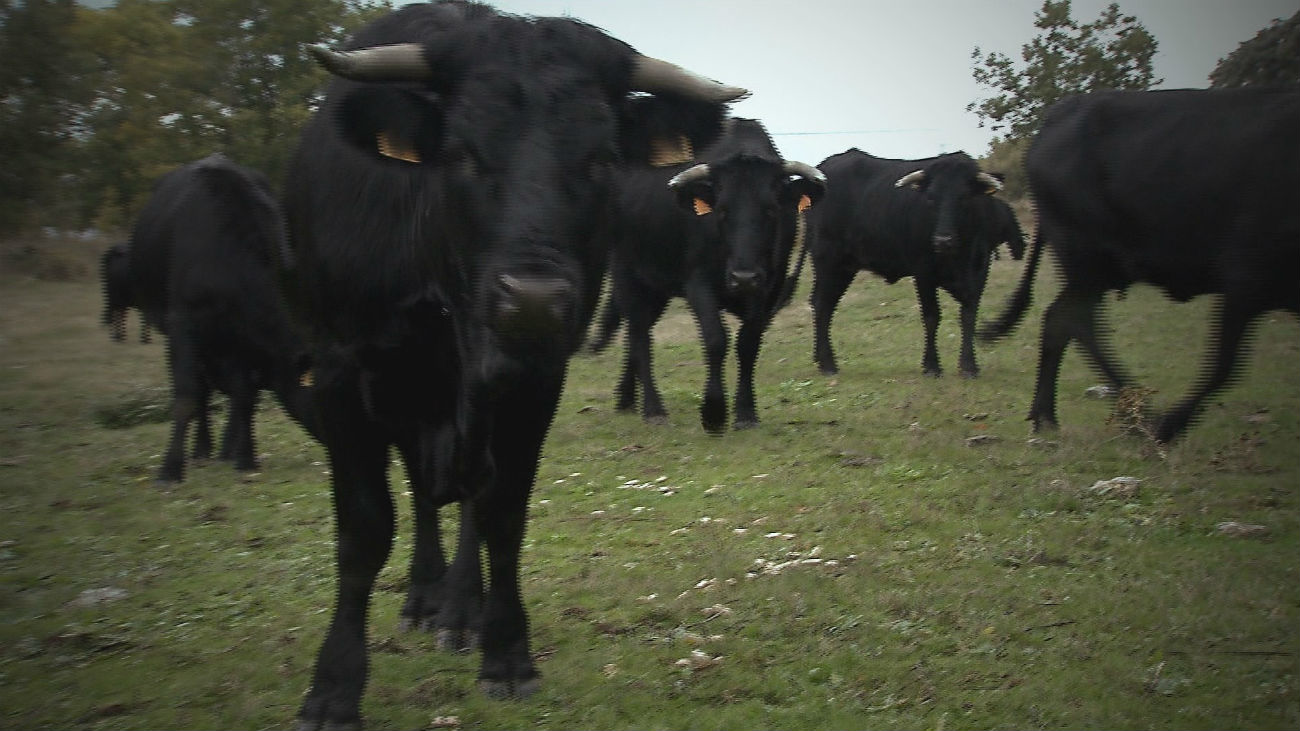 La avileña negra ibérica, una res 100 por 100  madrileña en peligro