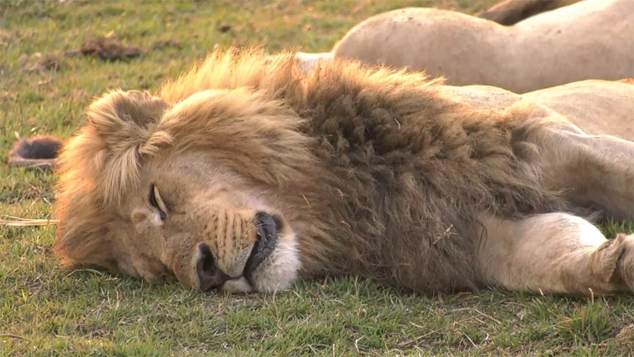 Nos vamos de safari en la Reserva de Moremi