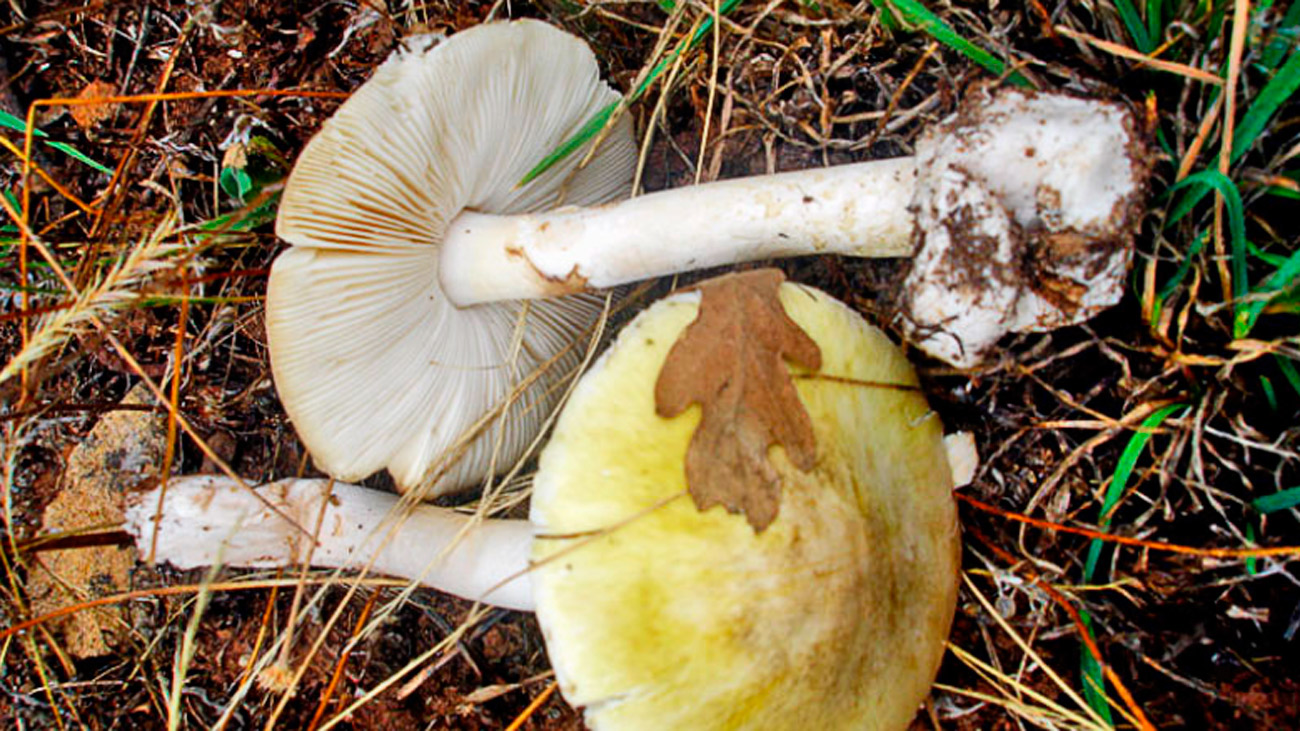 Aprendemos a distinguir las setas buenas de las tóxicas