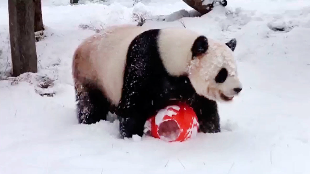 Disfrutando de la nieve