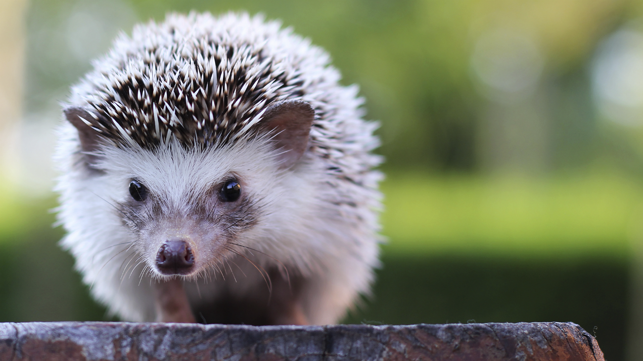 El Madrid más salvaje