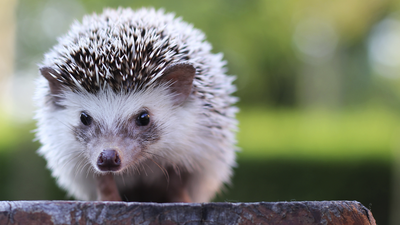 El Madrid más salvaje