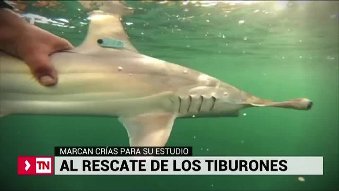 Misión Tiburón al rescate de los escualos