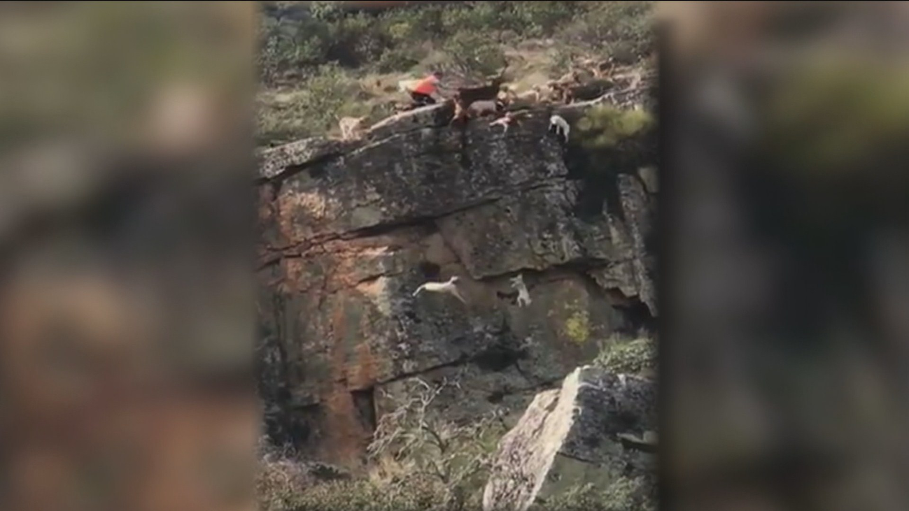 Cazadores y animalistas analizan las imágenes de los perros despeñados por un barranco en Extremadura