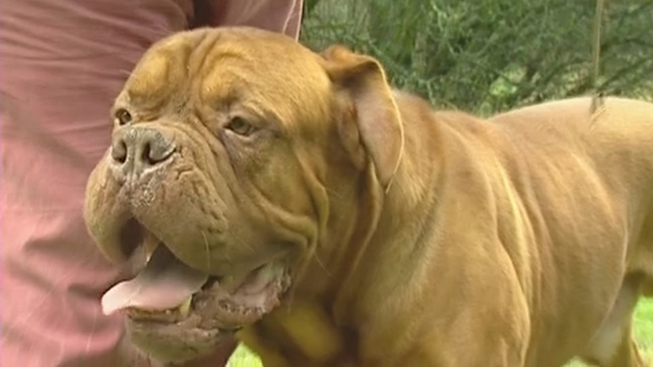 Mueren agredidas por sus propios perros