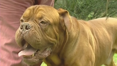 Mueren agredidas por sus propios perros