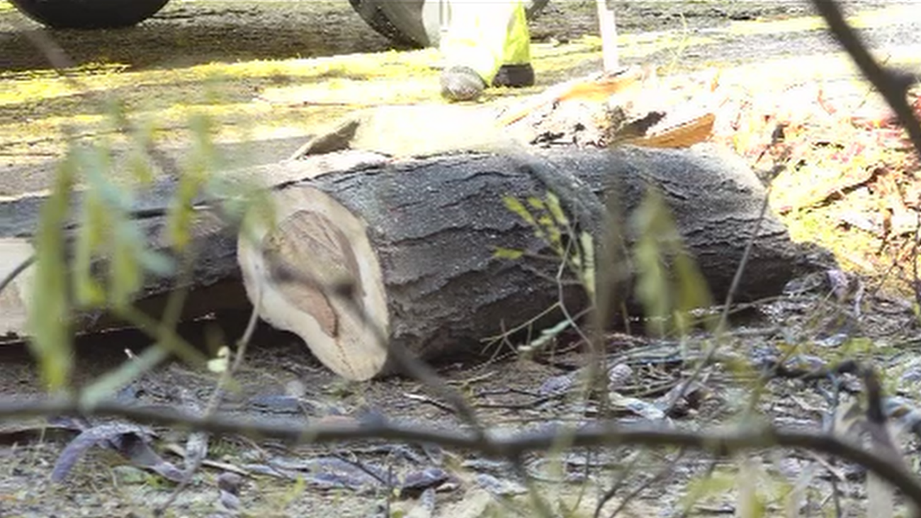 La rotura de una tubería fuerza la tala de árboles en Carabanchel