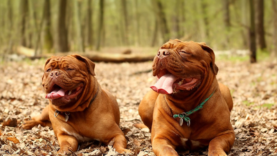 ¿Por qué atacaron los dos dogos de Burdeos a sus dueñas, Luisa y Eva?