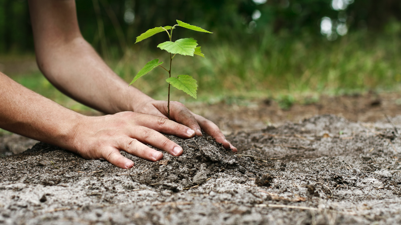 La "Plantación en red" de San Fernando recupera el bosque madrileño