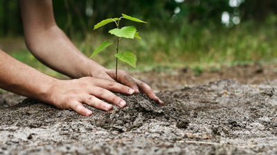La "Plantación en red" de San Fernando recupera el bosque madrileño