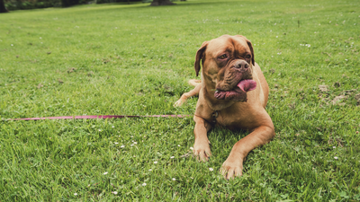 Sacrificados los perros que mataron a dos mujeres en Colmenar de Oreja