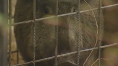 En Majadahonda toman medidas contra los jabalíes