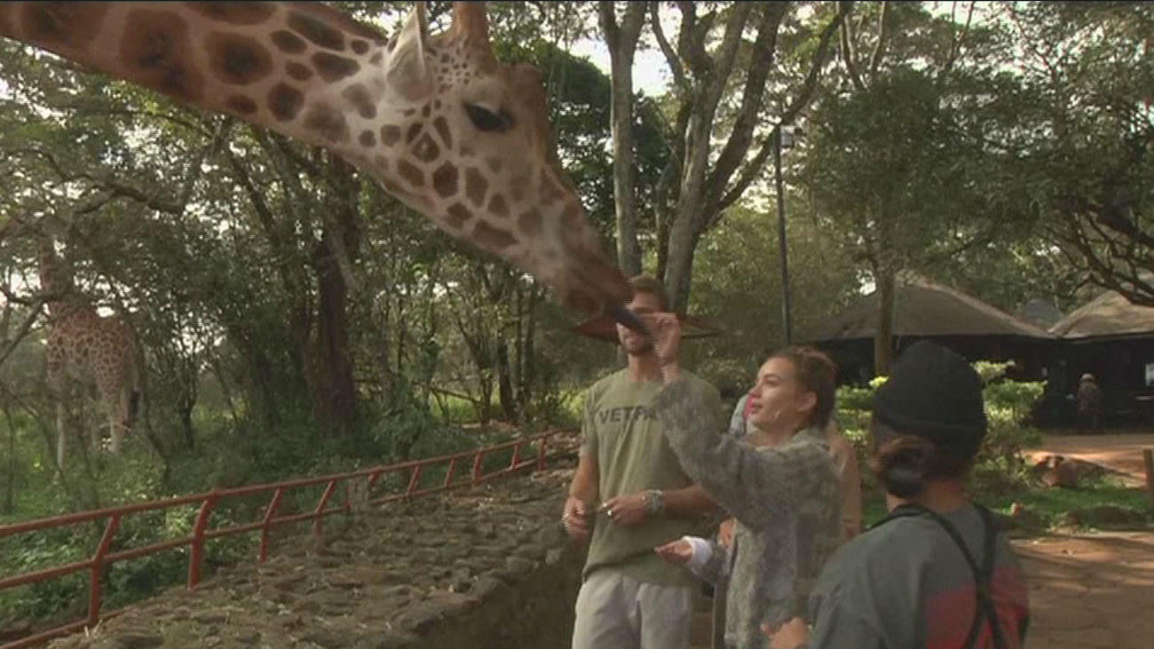 Plan para salvar a las jirafas en Kenia