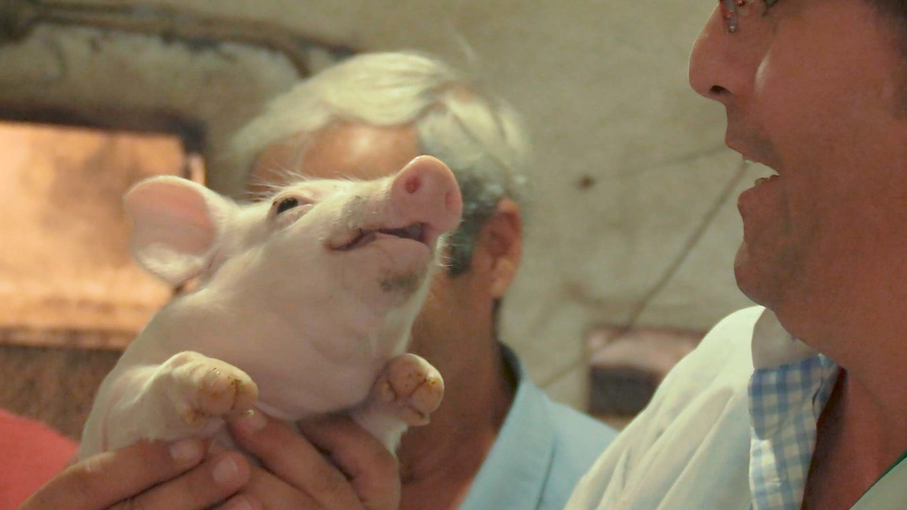 "La Moralejita", la mayor granja porcina del sur de Madrid