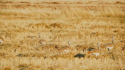 Un safari fotográfico a sólo 35 km del centro de Madrid