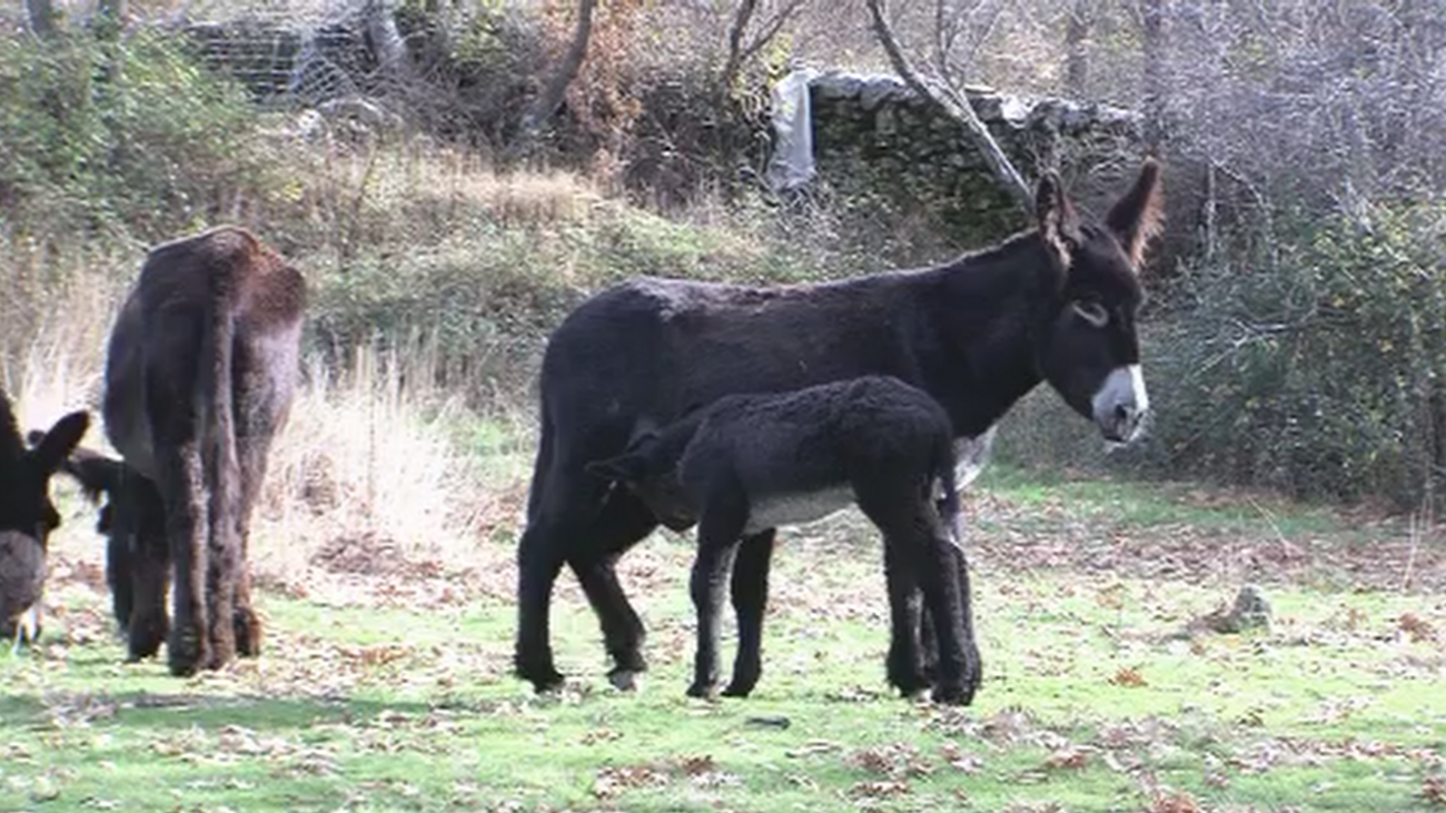 Asistimos al parto de Flor, una burra zamorana