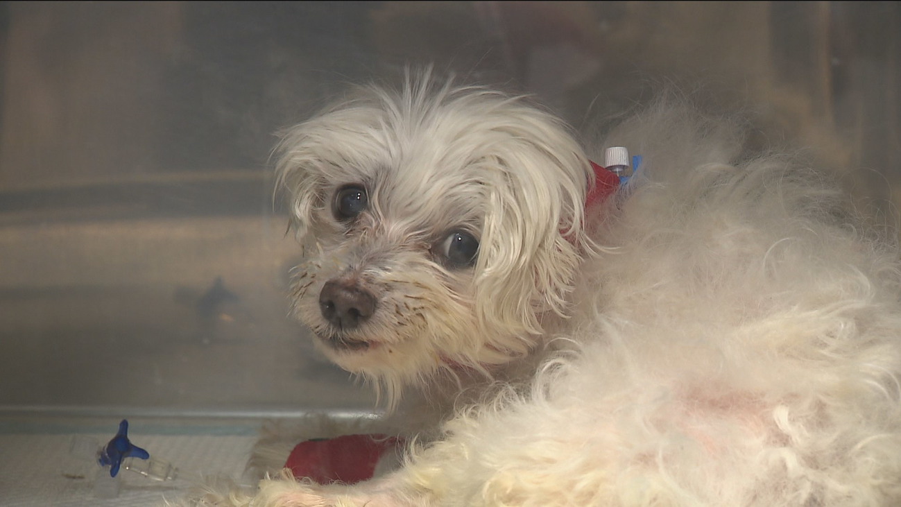 Polémica por la ley que obliga en La Rioja a esterilizar a las mascotas