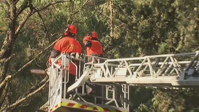Los bomberos de Madrid entrenan técnicas sobre árboles dañados