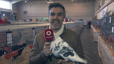 Inicia la mayor Feria Avícola de Madrid que cuenta con más de 1.300 aves