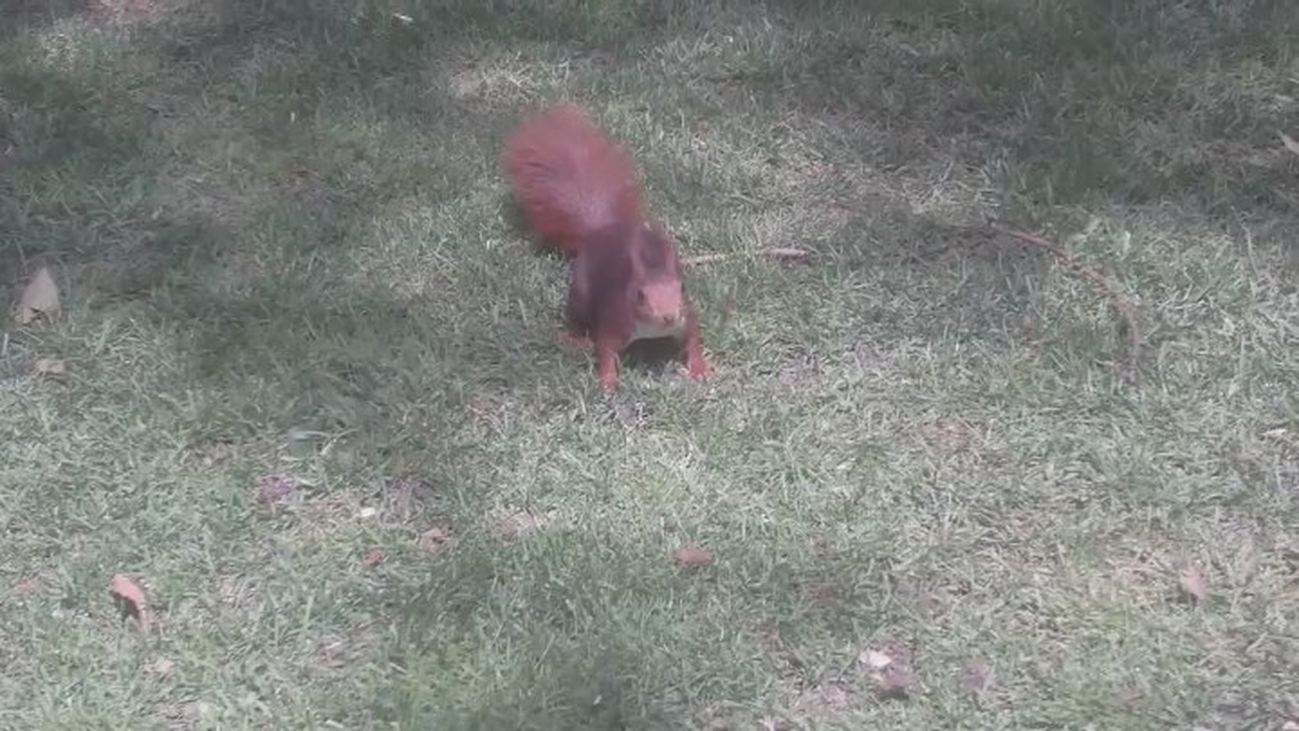 El Retiro se queda sin ardillas
