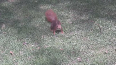 El Retiro se queda sin ardillas