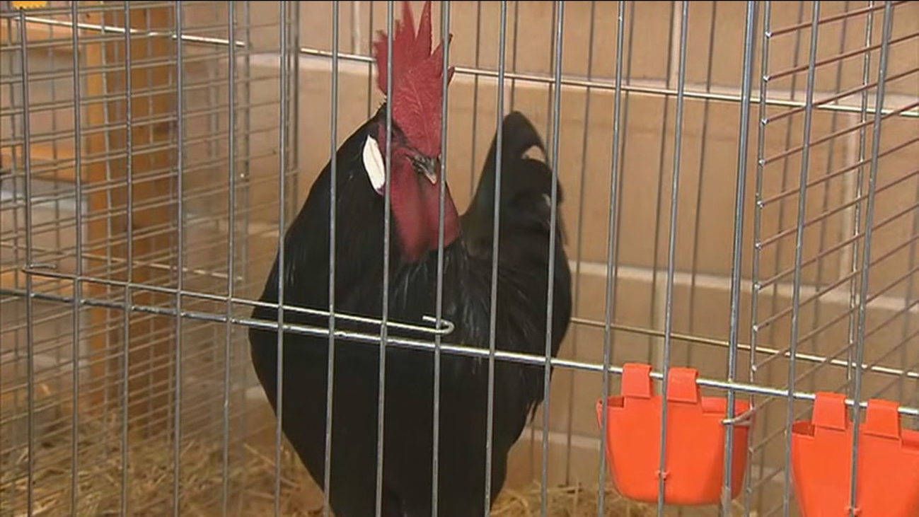 Más de 1.300 aves y criadores nacionales en la V Feria Avícola de Brunete