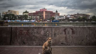 El Congreso negociará la reforma del Código Civil para que los animales dejen de ser 'cosas'