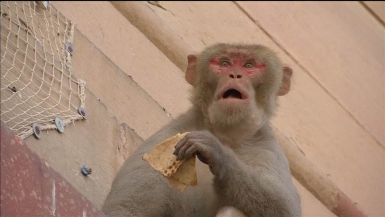 La plaga de macacos trae de cabeza a los ciudadanos de Nueva Delhi